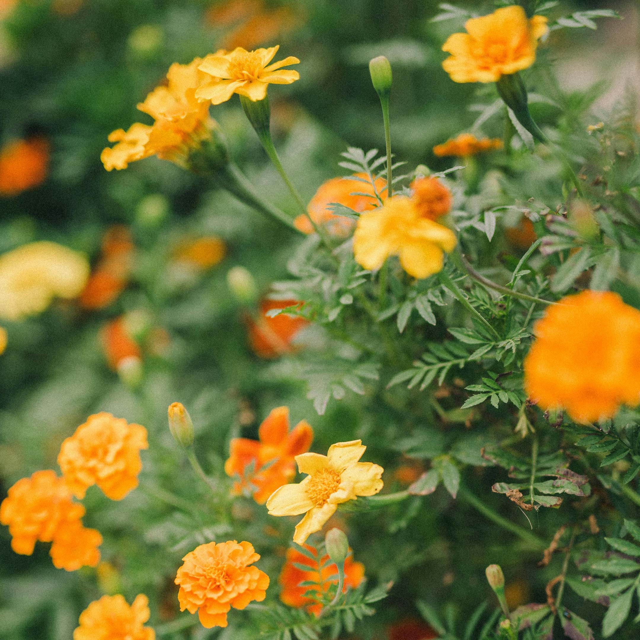 How to Plant Seeds from Old Marigold Flower Heads