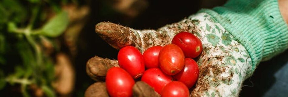 Close-up of hands gently holding a cluster of ripe red tomatoes freshly picked from a home garden, with green leaves and stems visible, symbolizing successful growth from seeds.