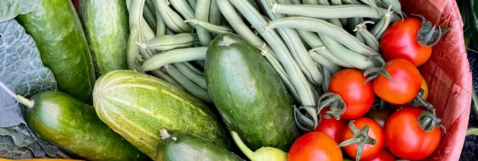 Colorful assortment of fresh summer vegetables including ripe tomatoes, green beans, cucumbers, zucchini, and vibrant bell peppers arranged on a wooden table, showcasing the variety and abundance of a late summer garden harvest.