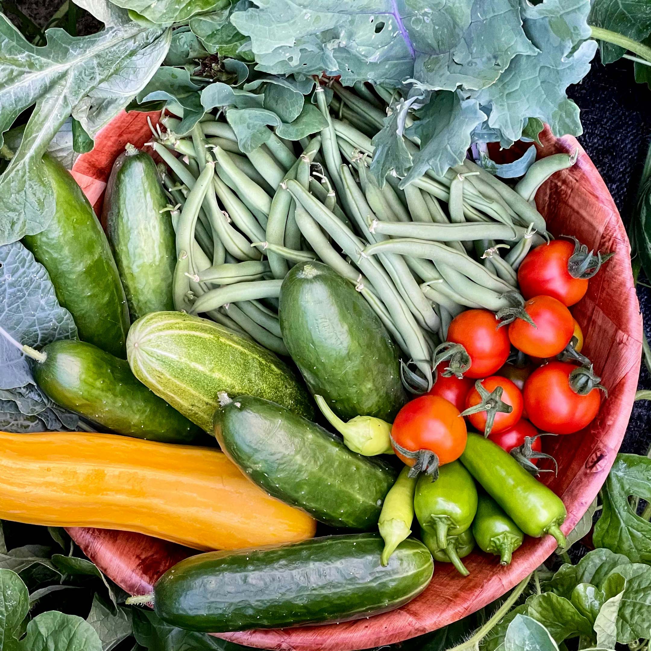 12 Vegetables to Plant in July and Late Summer