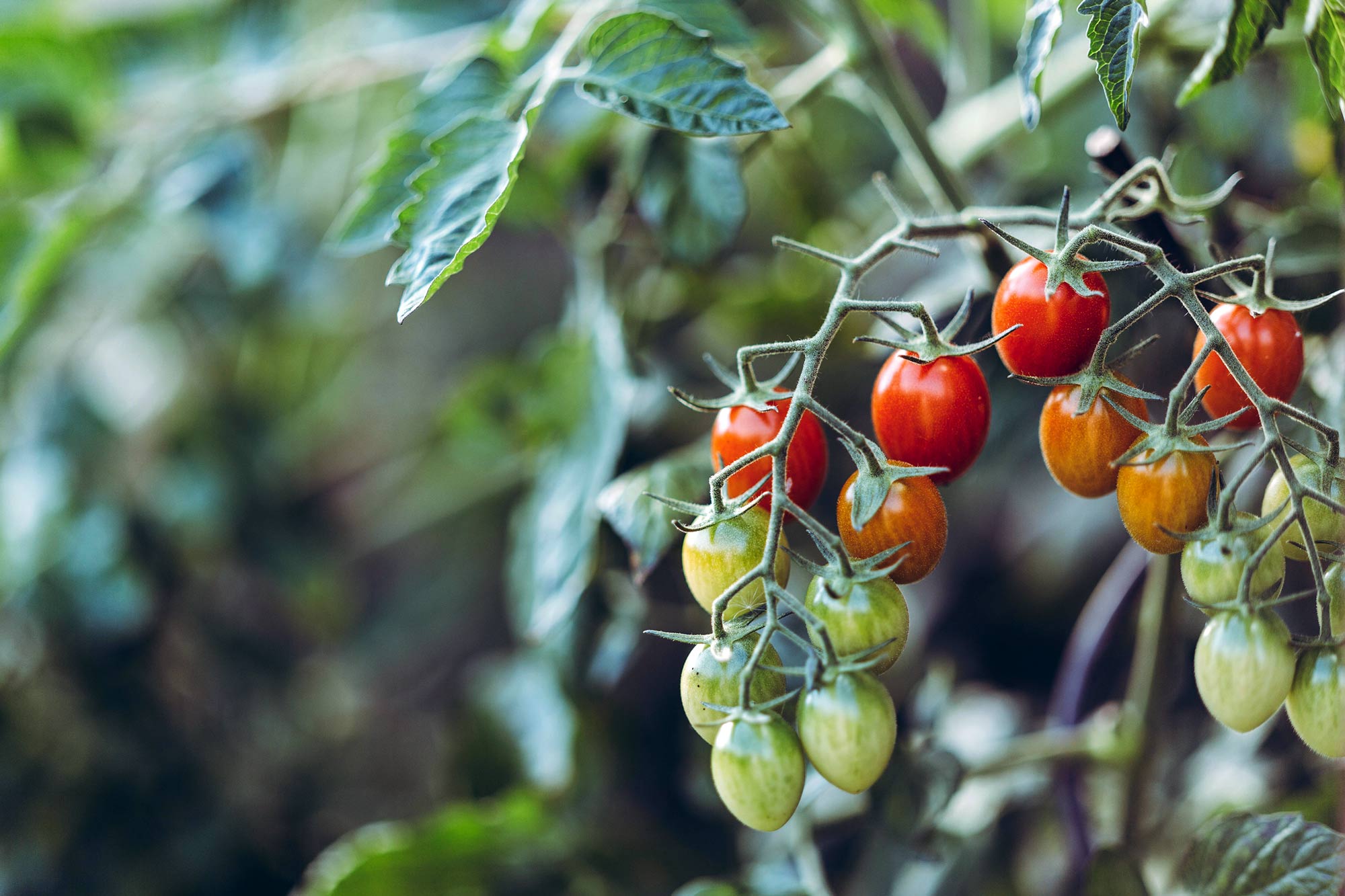 Ripe red tomatoes growing on a healthy green vine in a permaculture garden, surrounded by companion plants.